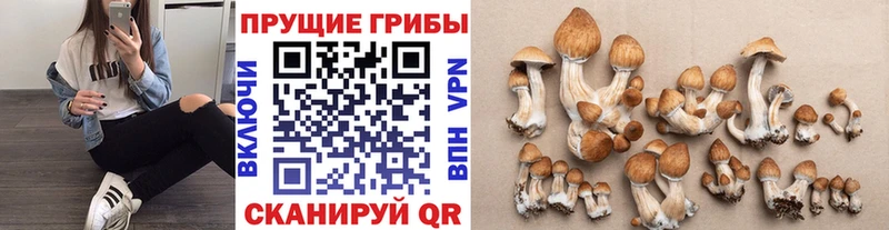 купить наркотик  Сердобск  Галлюциногенные грибы GOLDEN TEACHER 